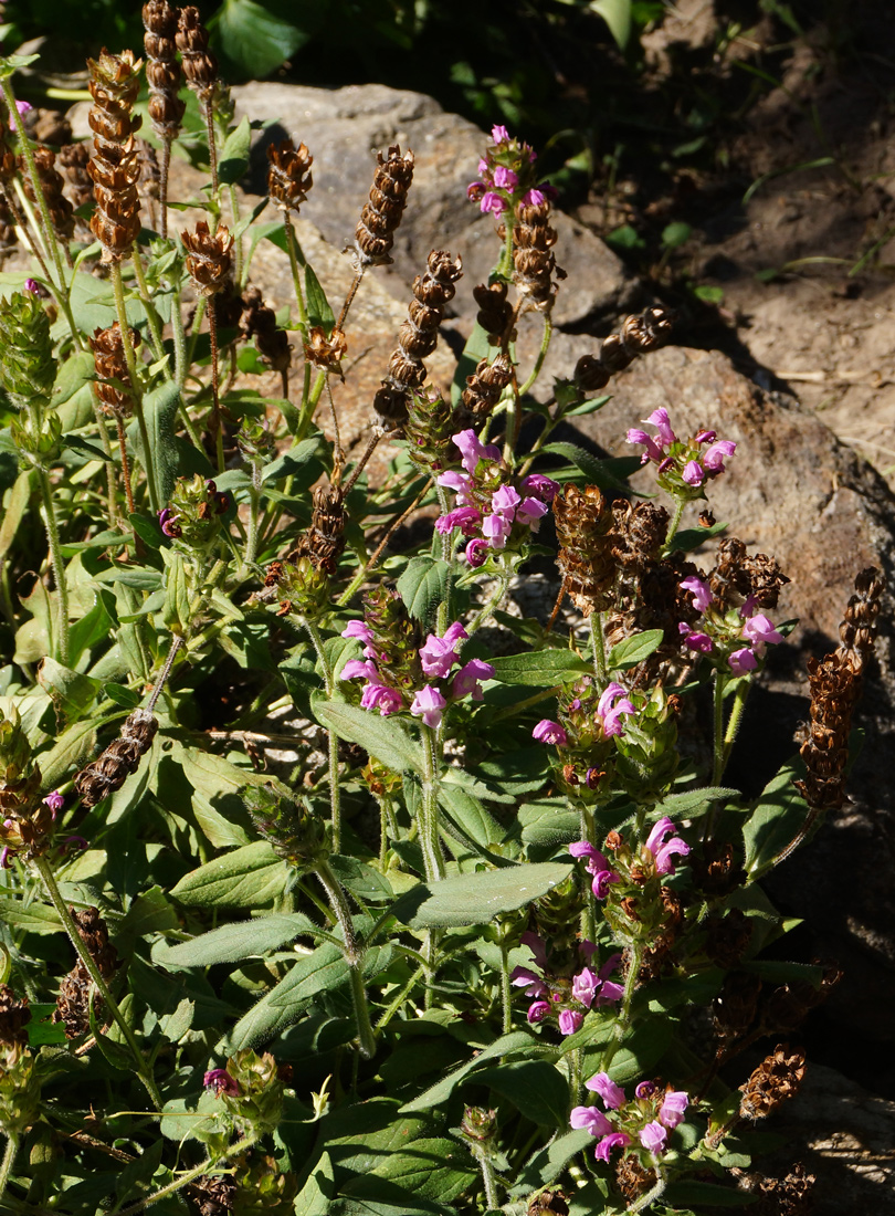 Изображение особи Prunella grandiflora.