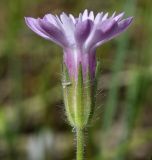 Knautia orientalis