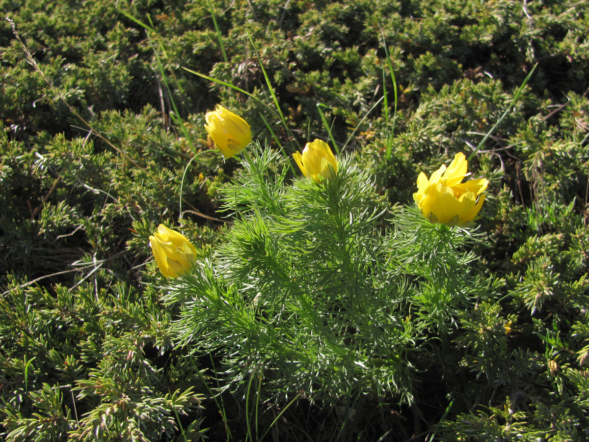 Изображение особи Adonis vernalis.