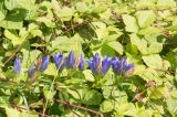 Gentiana pneumonanthe