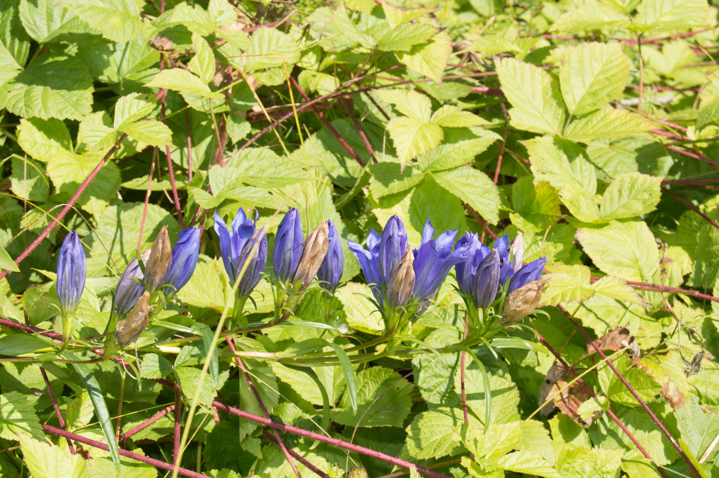 Изображение особи Gentiana pneumonanthe.