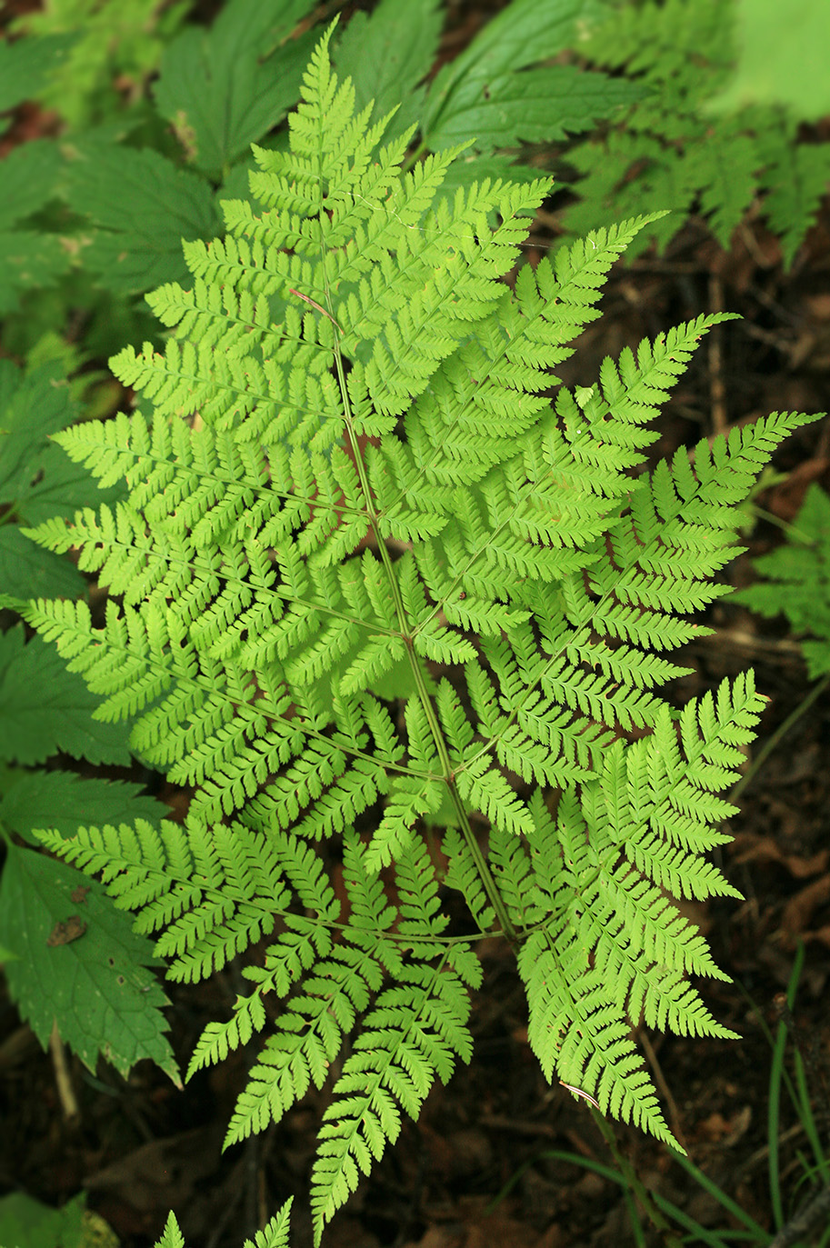 Изображение особи Dryopteris expansa.