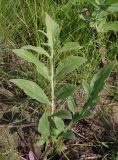 Centaurea adpressa. Листья. Украина, г. Запорожье, балка возле трассы на Васильевку, южнее Опытной станции, степь. 14.06.2016.