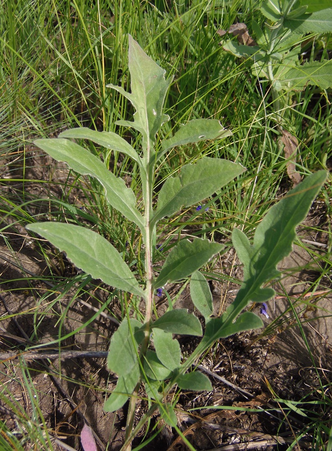 Image of Centaurea adpressa specimen.