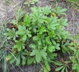 Potentilla humifusa