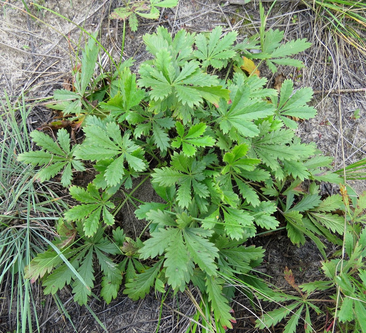 Изображение особи Potentilla humifusa.