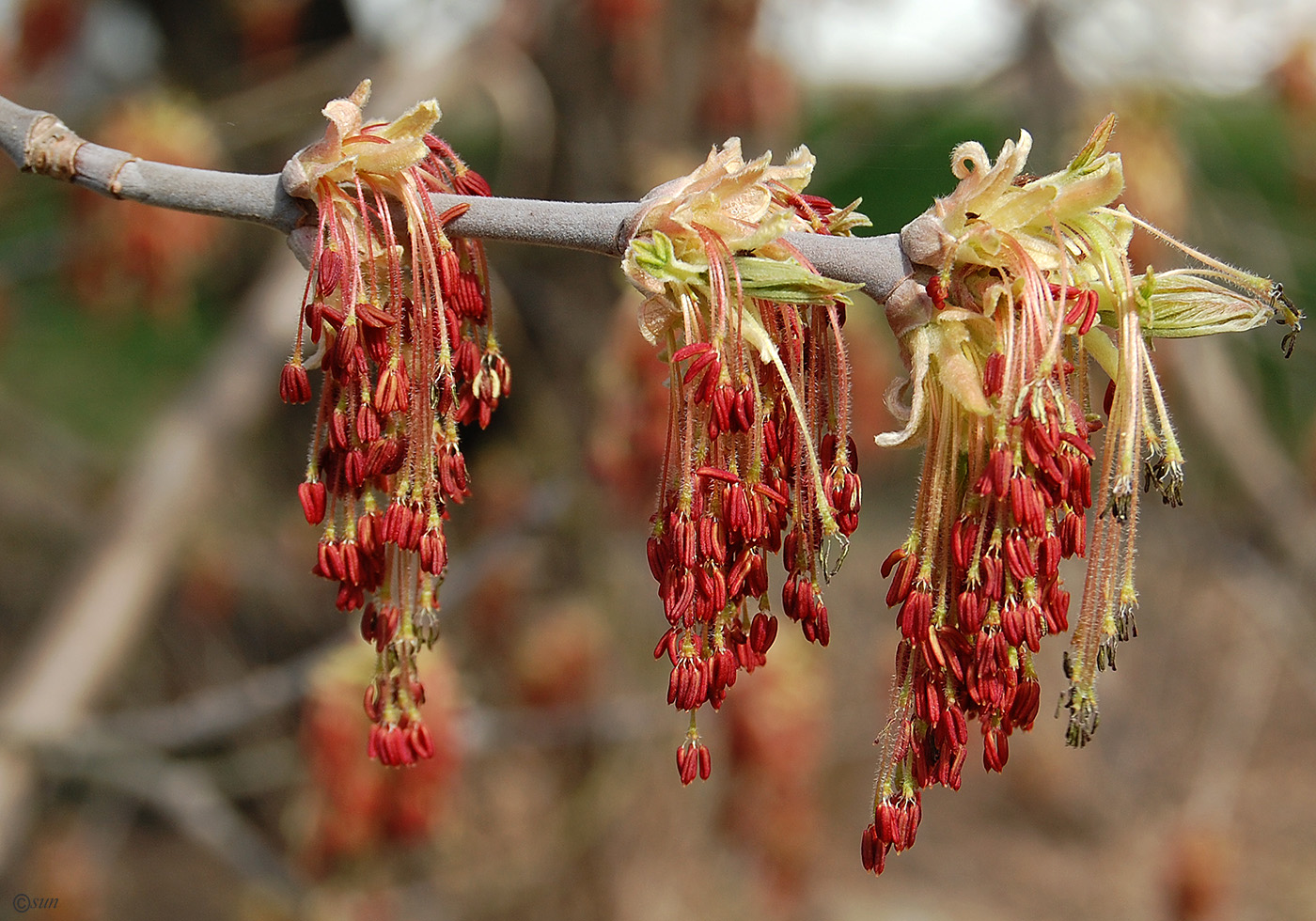 Image of Acer negundo specimen.