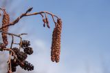 Alnus glutinosa
