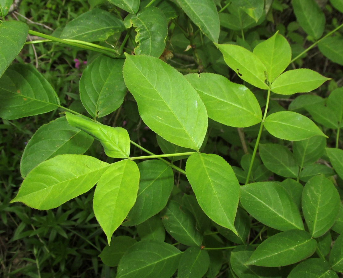 Image of Staphylea pinnata specimen.