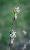 Amelanchier alnifolia