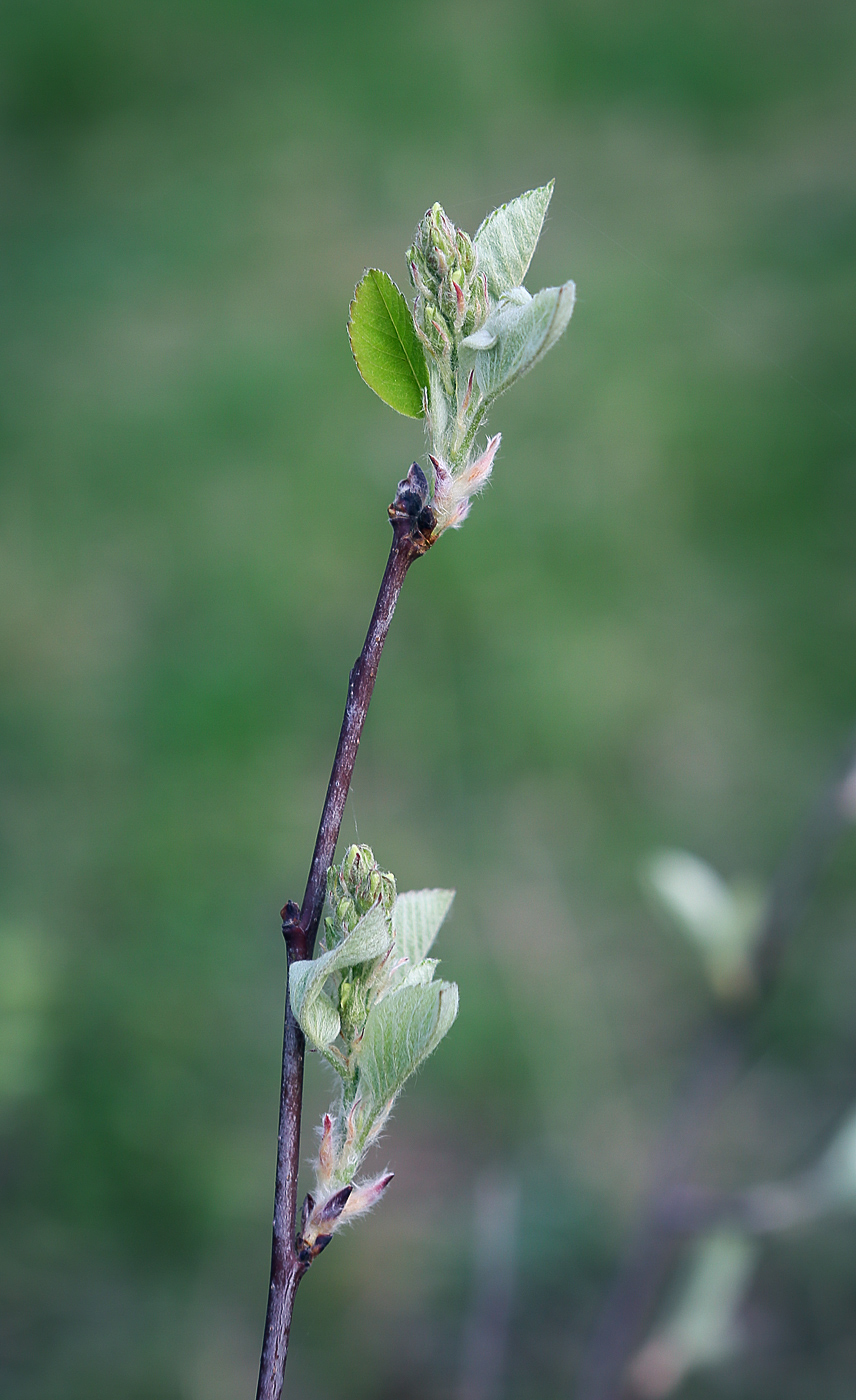 Image of Amelanchier alnifolia specimen.