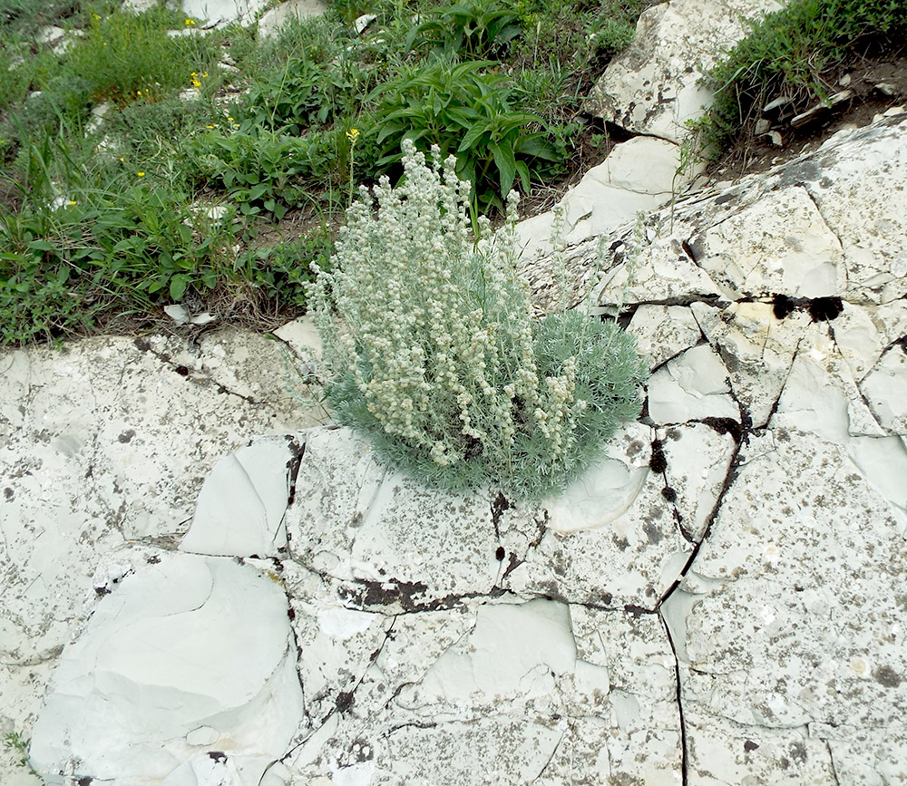 Изображение особи Artemisia caucasica.