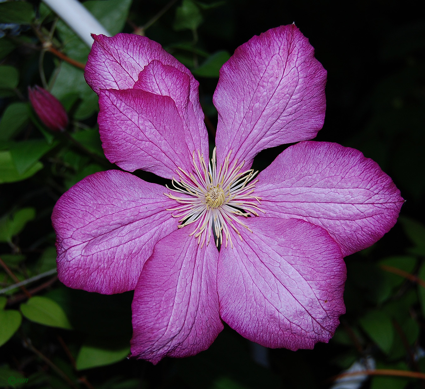 Изображение особи Clematis × jackmanii.