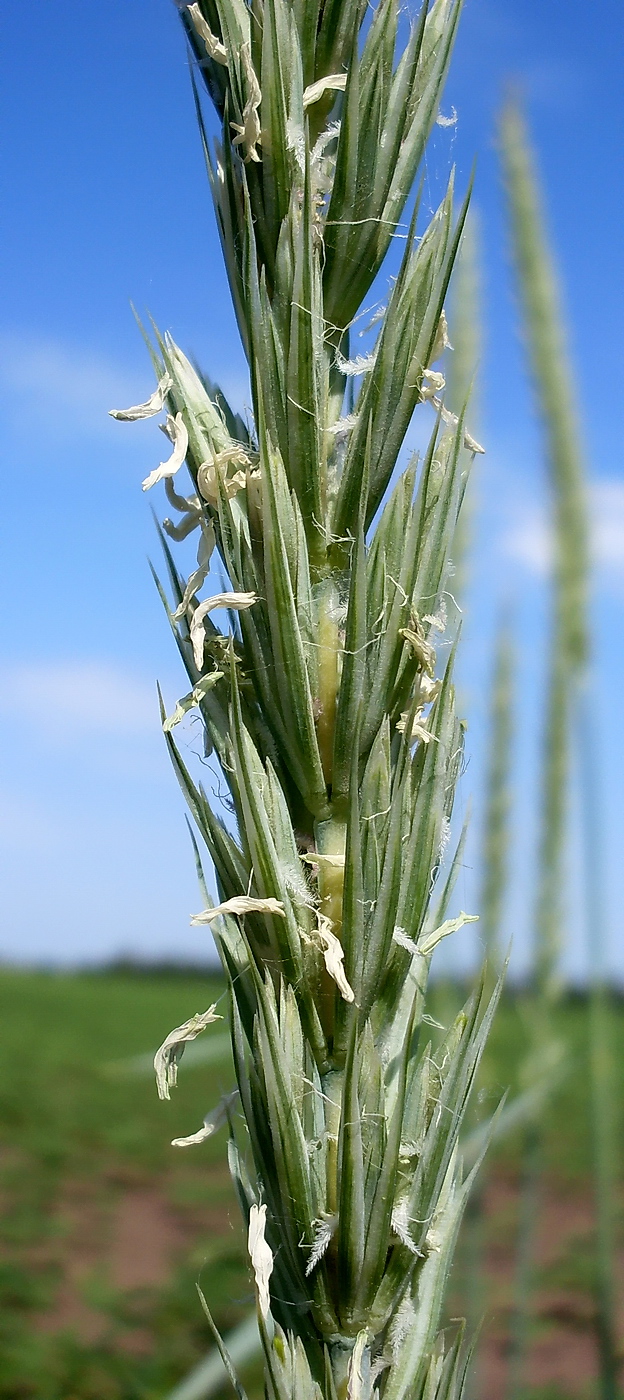 Изображение особи Leymus racemosus ssp. sabulosus.