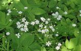 Stellaria holostea. Группа цветущих растений. Ярославская обл., г. Переславль-Залесский, дендрологический сад. 12.06.2017.