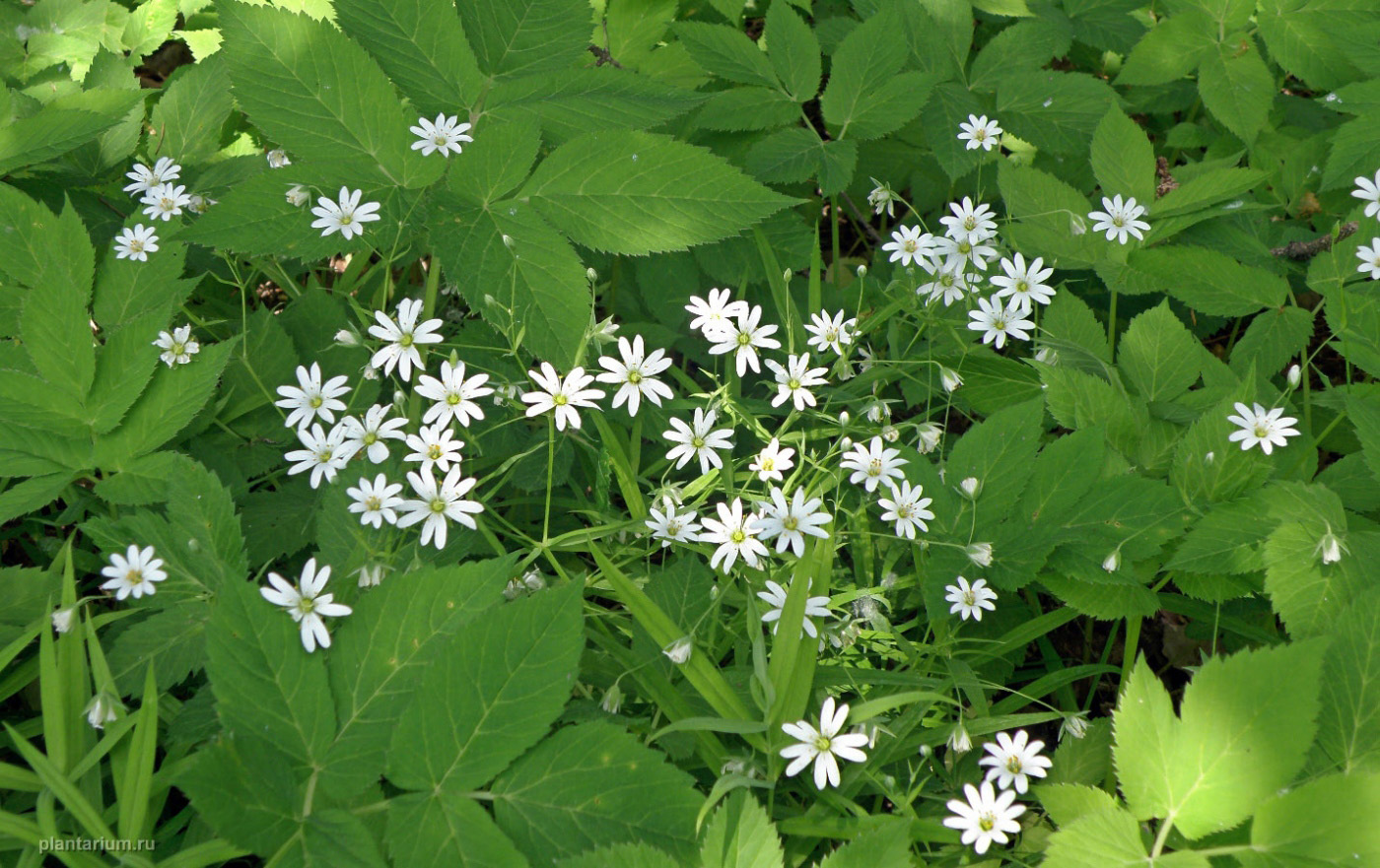 Изображение особи Stellaria holostea.