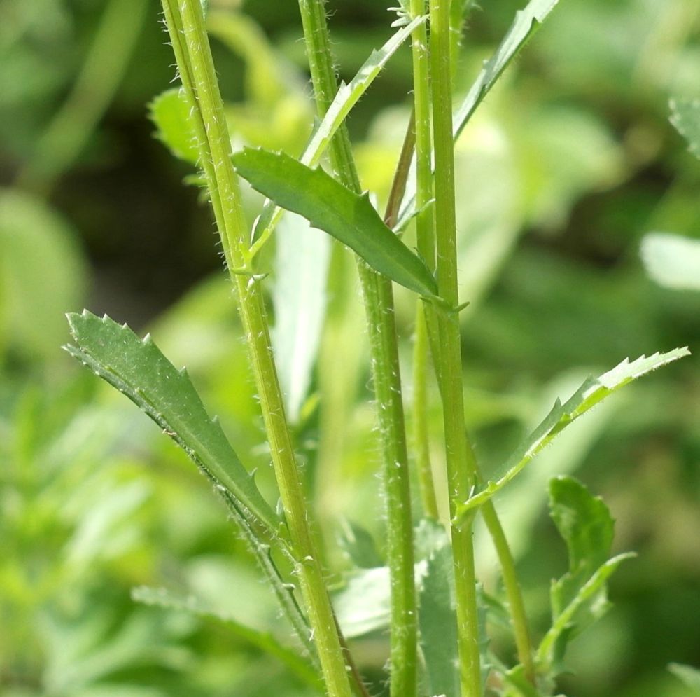 Image of Leucanthemum ircutianum specimen.