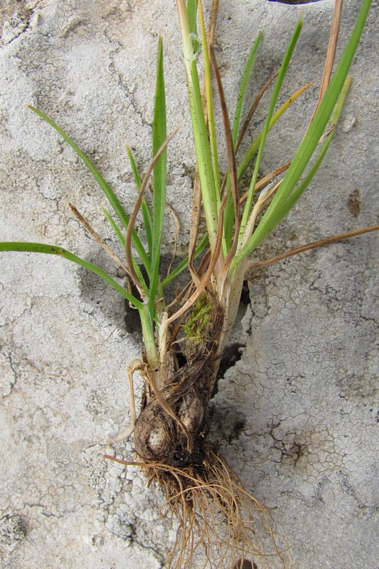 Image of Poa bulbosa specimen.