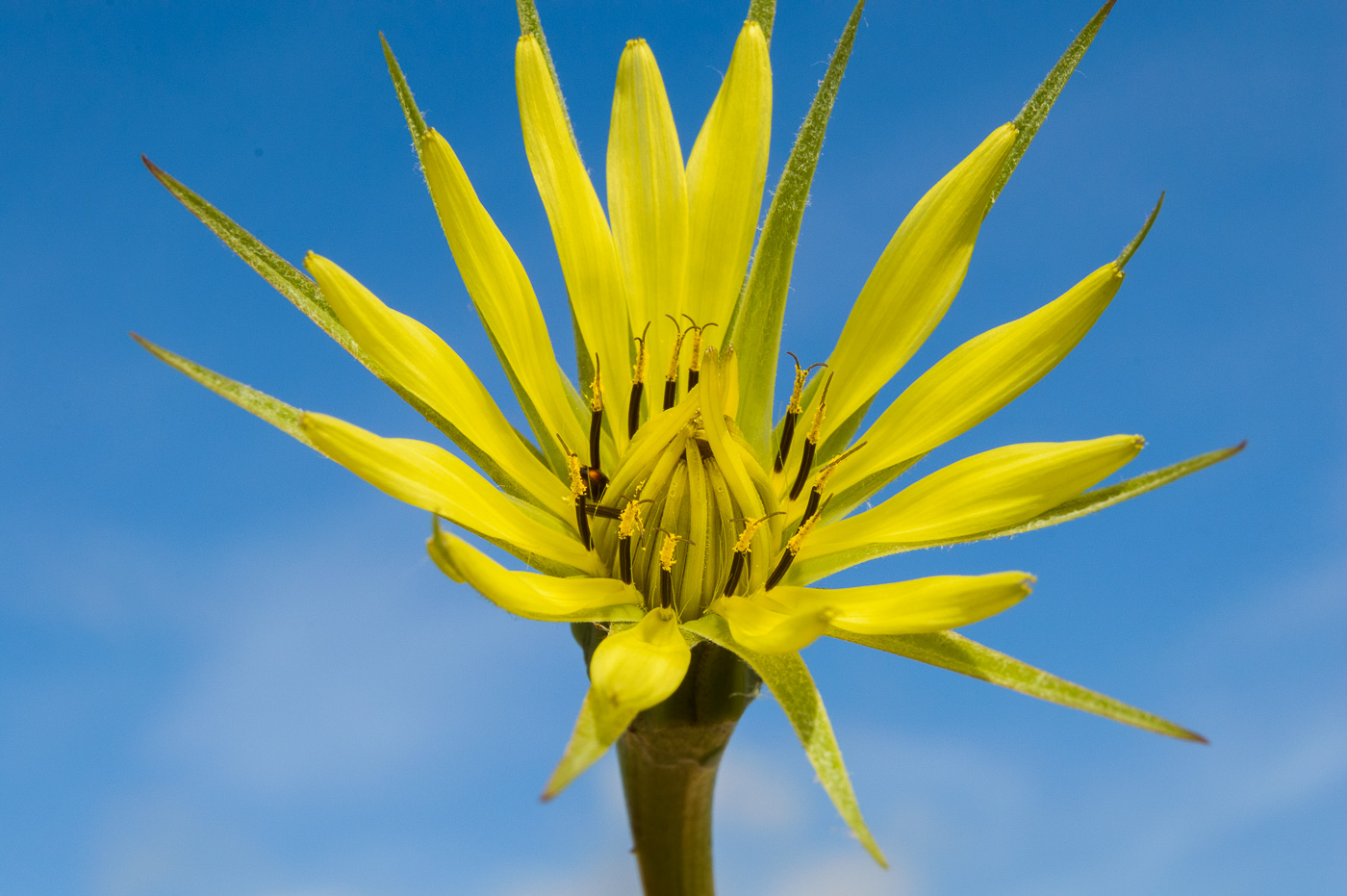 Изображение особи Tragopogon dubius ssp. major.