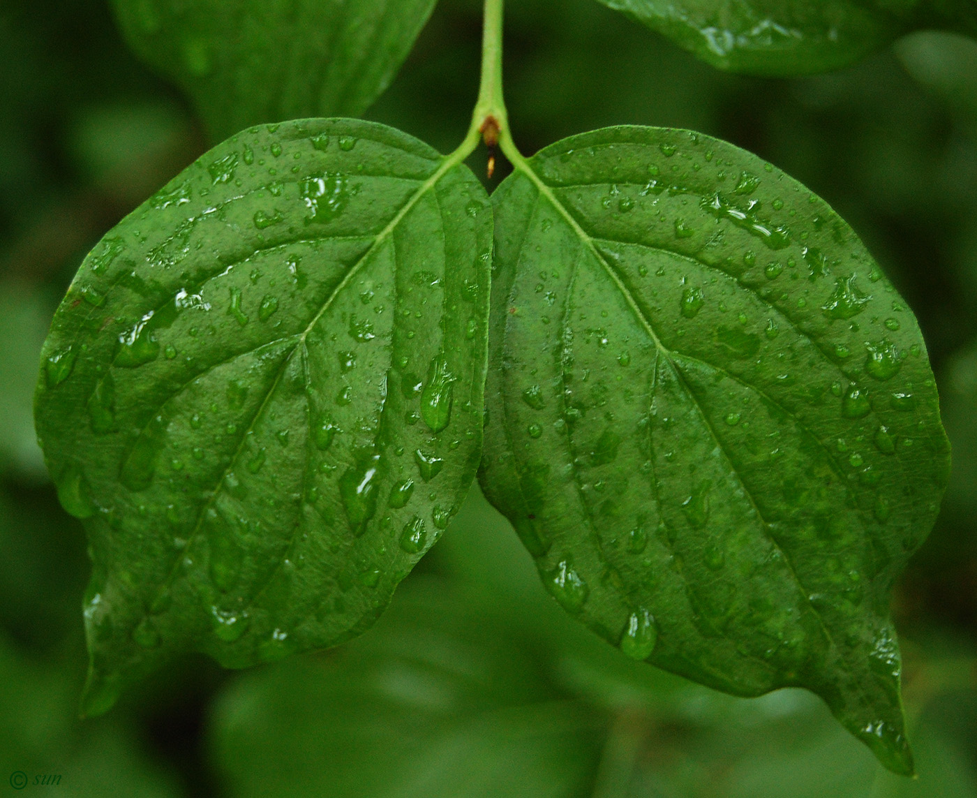 Image of Clematis &times; jackmanii specimen.