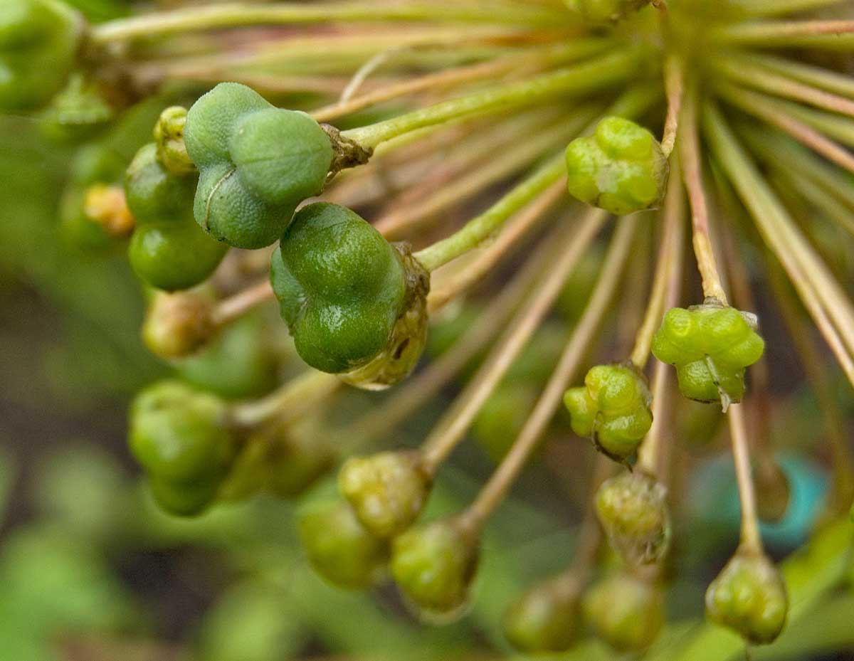 Изображение особи род Allium.