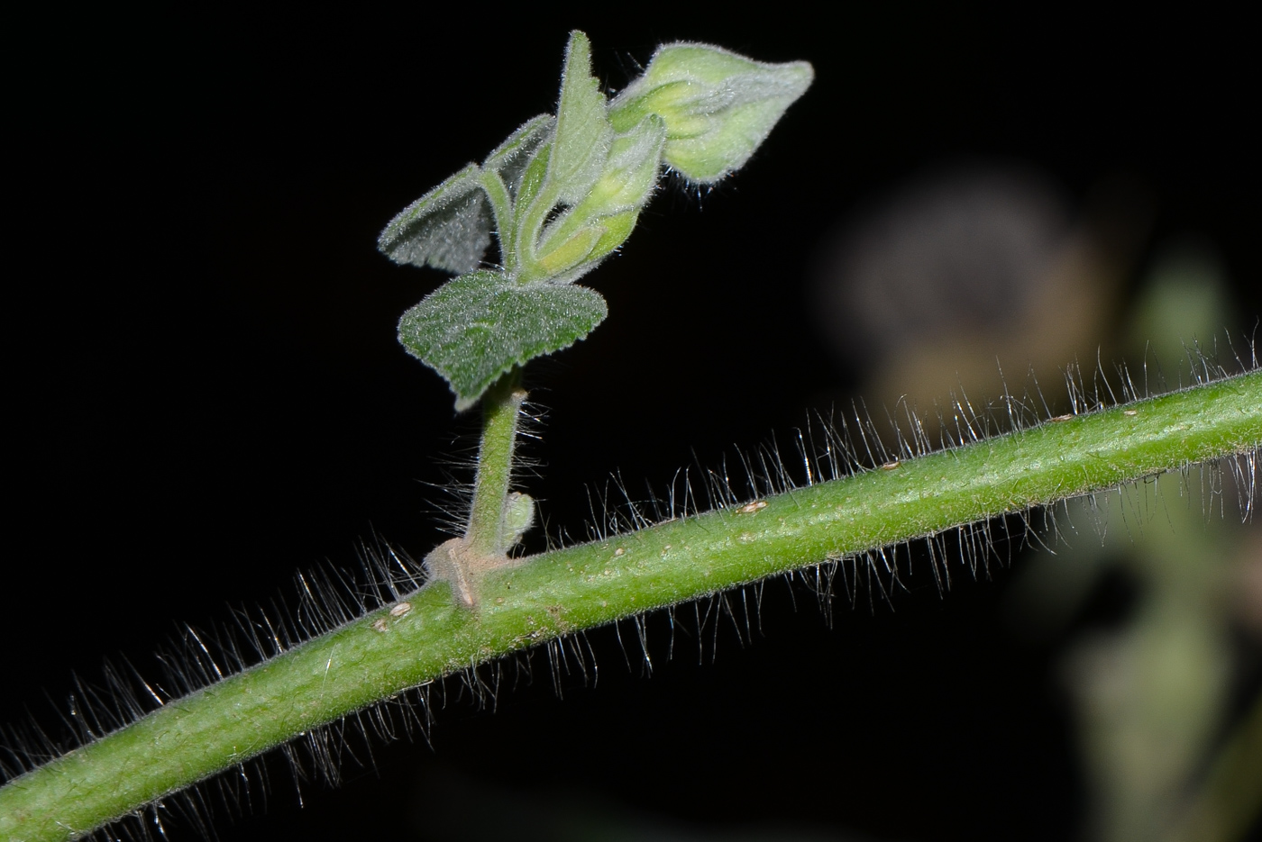 Image of Abutilon grandifolium specimen.