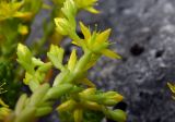 Sedum acre