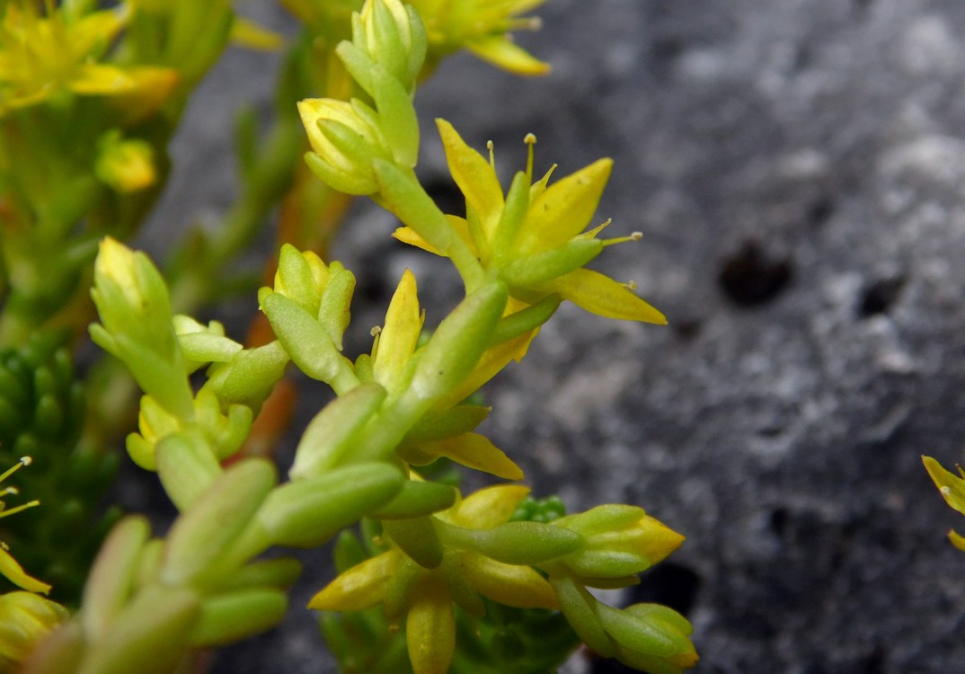 Image of Sedum acre specimen.