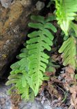 Polypodium vulgare