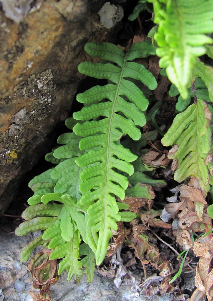 Image of Polypodium vulgare specimen.