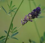 Medicago sativa