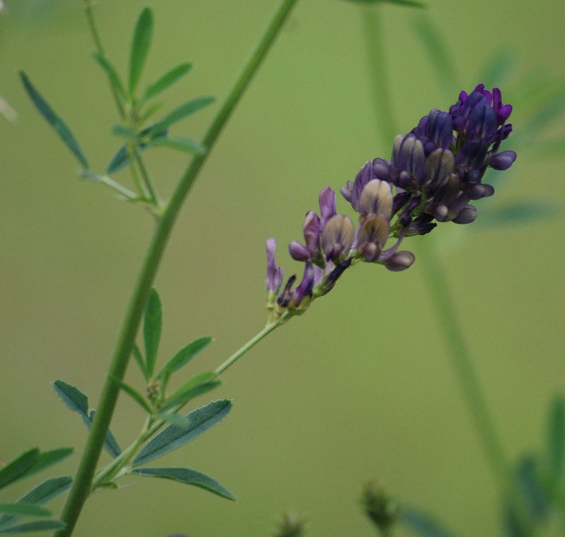 Изображение особи Medicago sativa.