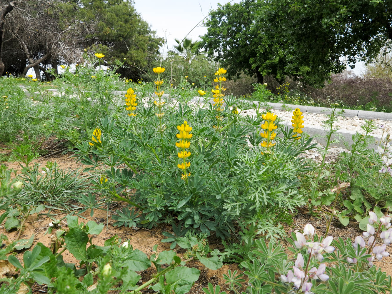 Изображение особи Lupinus luteus.