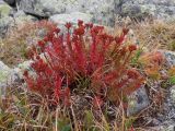 Rhodiola quadrifida