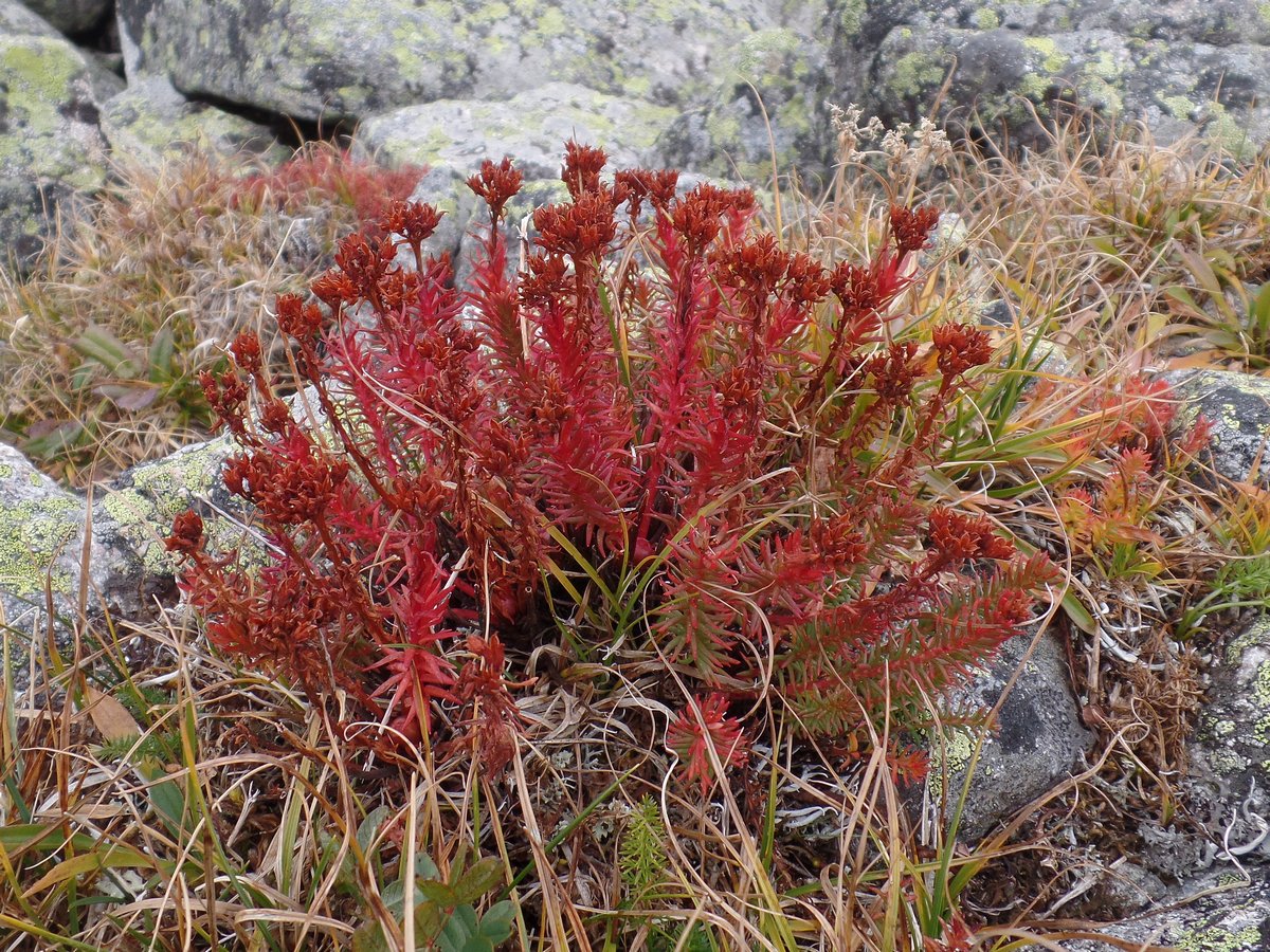 Image of Rhodiola quadrifida specimen.