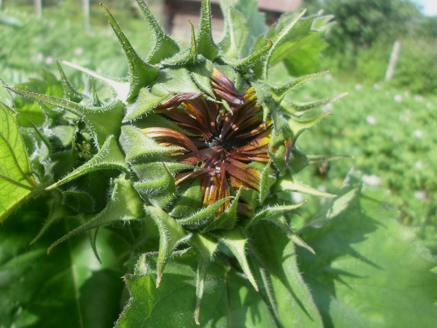 Изображение особи Helianthus annuus.