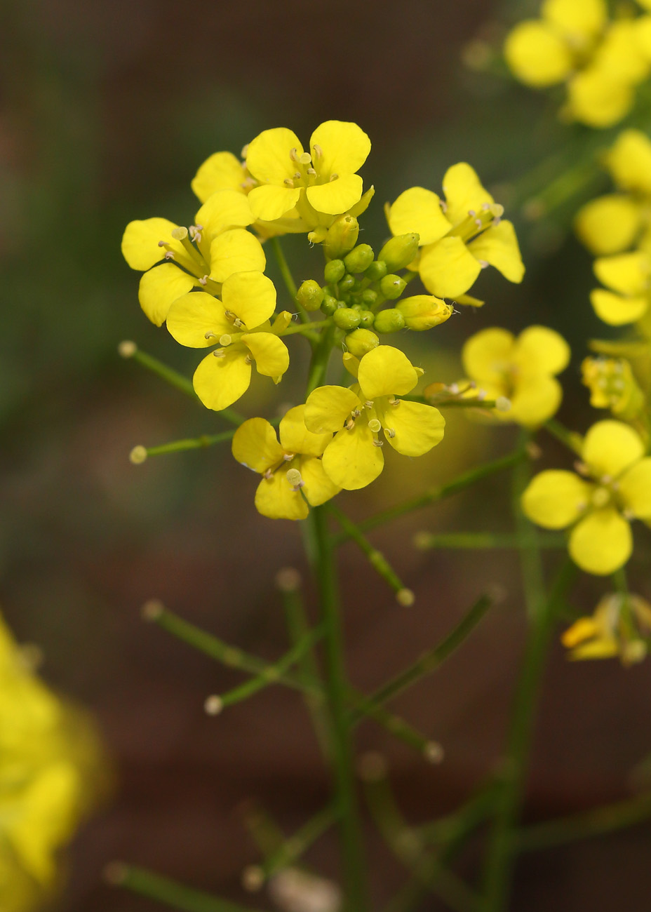 Image of Sisymbrium loeselii specimen.