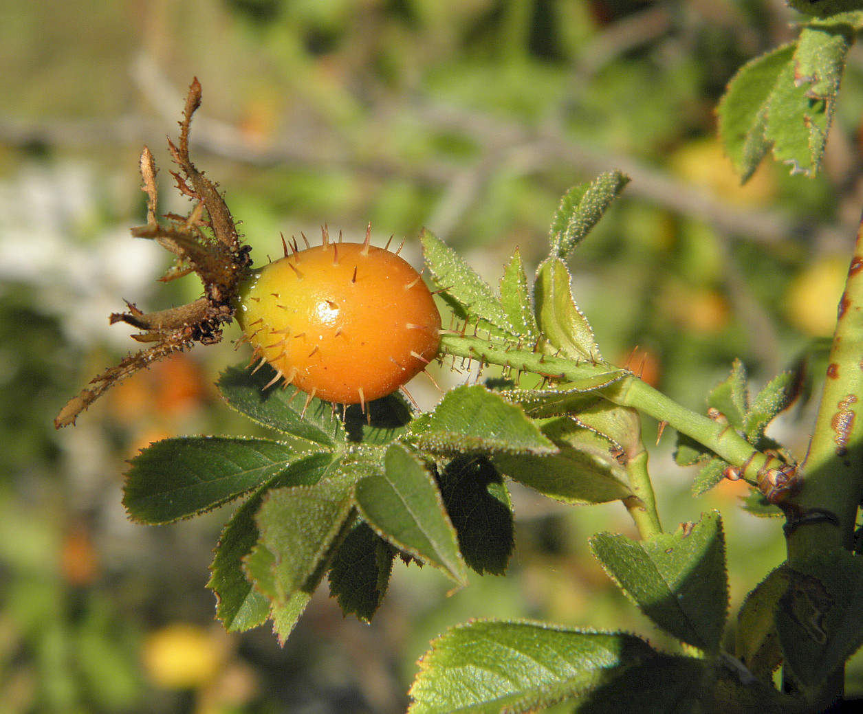 Изображение особи Rosa rubiginosa.