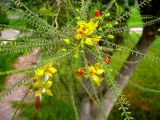 Parkinsonia aculeata