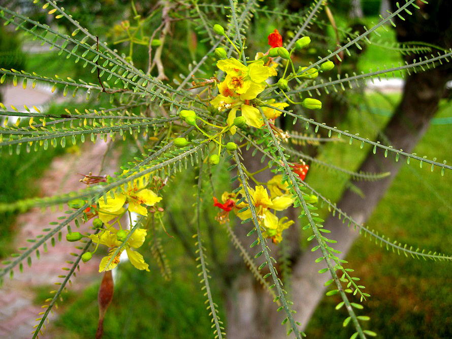 Image of Parkinsonia aculeata specimen.