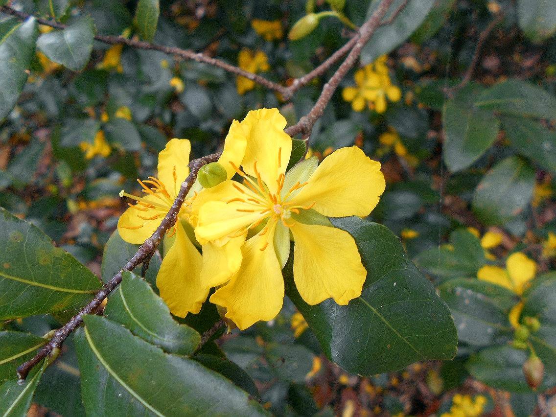 Изображение особи Ochna kirkii.