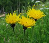 Trommsdorffia maculata