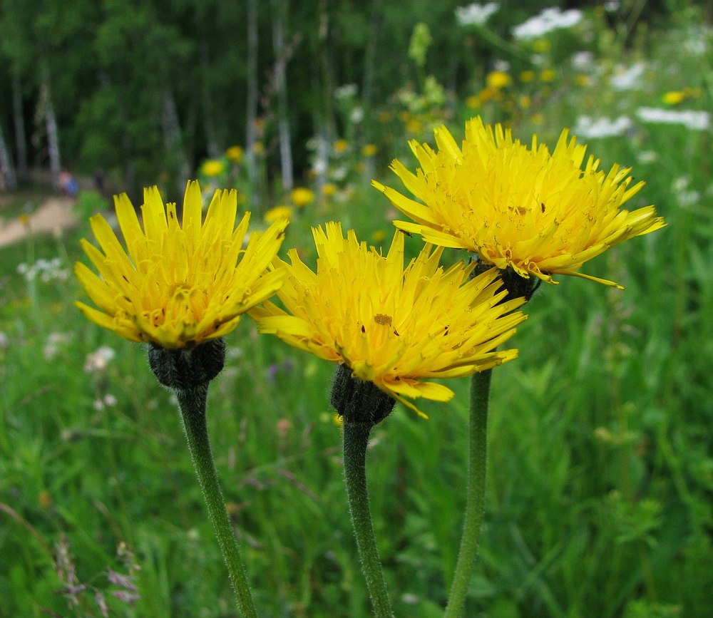 Изображение особи Trommsdorffia maculata.