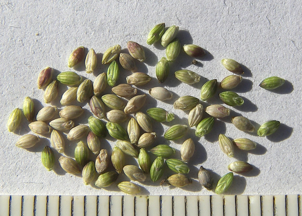 Image of Setaria verticilliformis specimen.