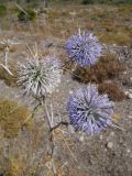 Echinops spinosissimus. Соцветия. Греция, о. Родос, обочина дороги. Июль 2017 г.