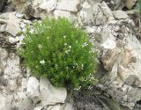 Asperula biebersteinii. Цветущее растение. Краснодарский край, м/о г. Новороссийск, гора Большой Маркотх, ≈ 680 м н.у.м., в расщелине скалы. 22.06.2014.