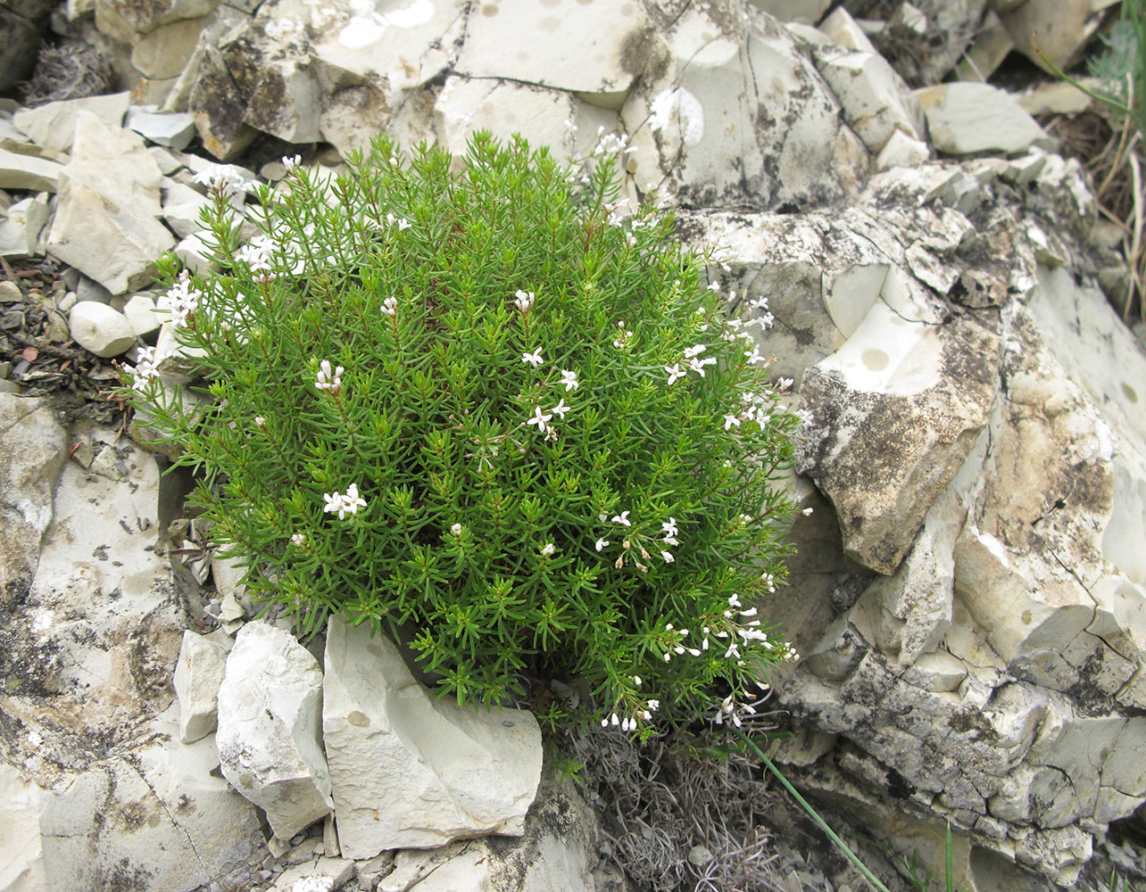 Image of Asperula biebersteinii specimen.