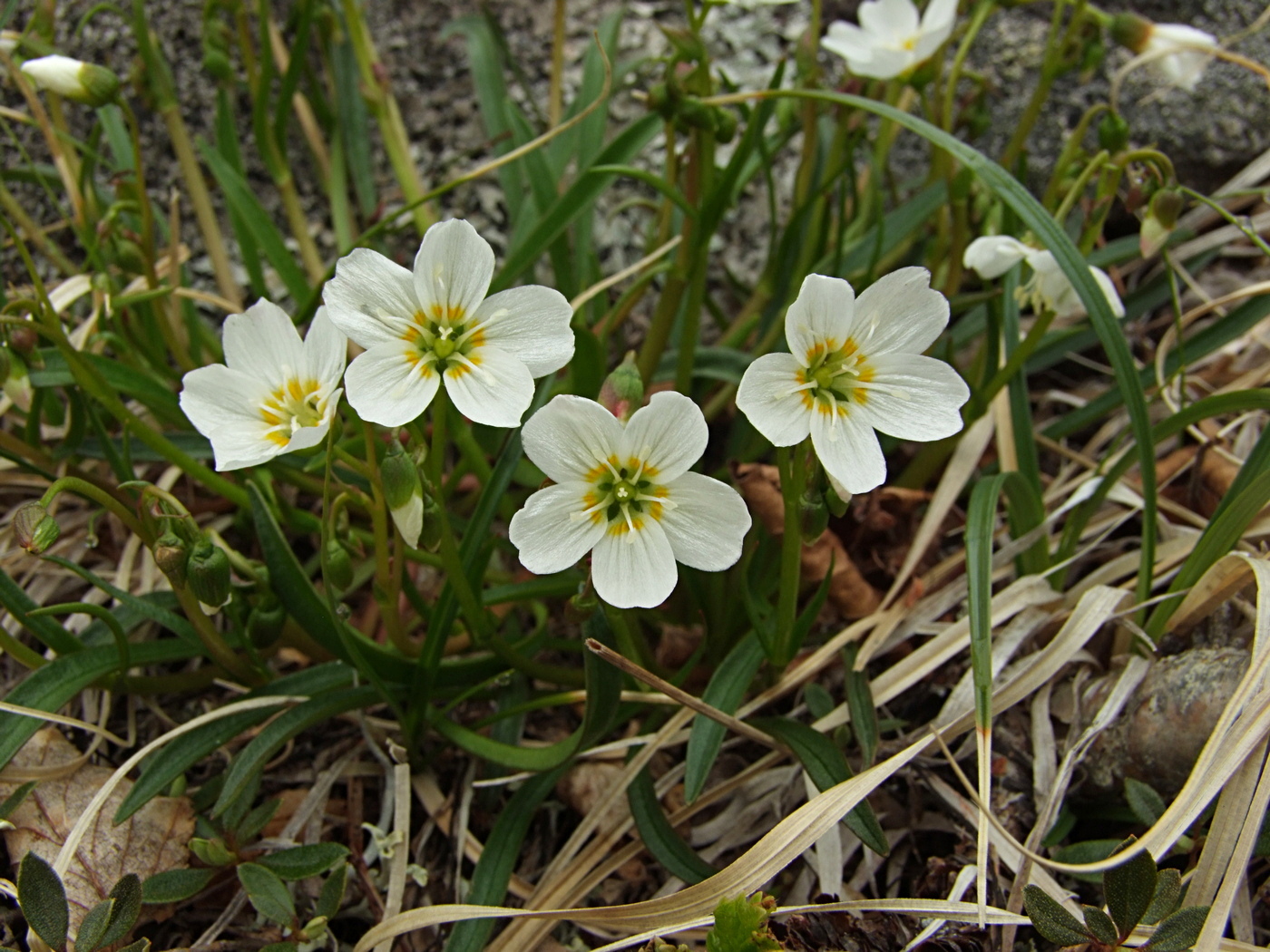 Изображение особи Claytonia soczaviana.