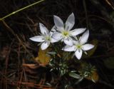 genus Lomatogonium. Цветки. Китай, Юньнань, горы Shibaoshan (Shibao Shan), окр. храма Шицзхон (Shizhong Temple), смешанный лес. 26 октября 2016 г.