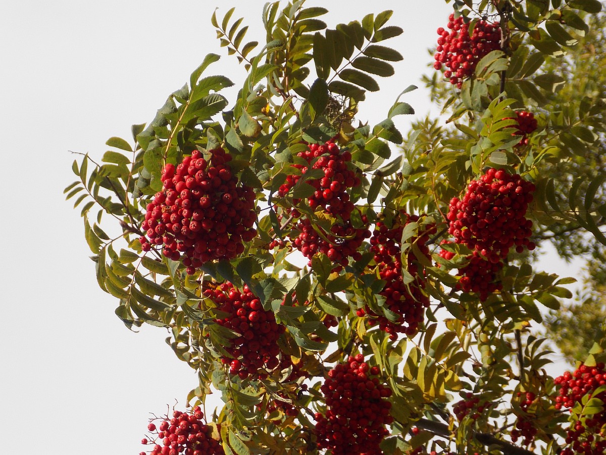 Изображение особи Sorbus esserteauiana.